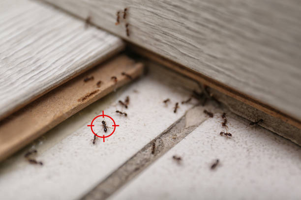 Insect Control in Hummelstown, PA