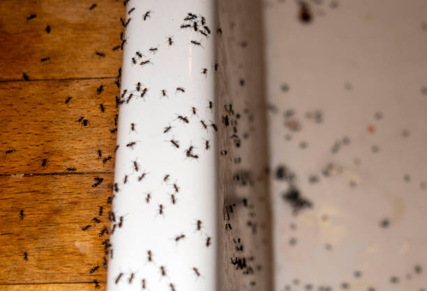 Best Termite Control Services  in Hummelstown, PA