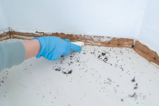 Best Local Pest Control Services  in Hummelstown, PA